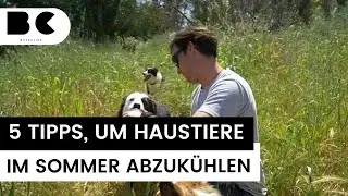 5 Tipps, um Haustiere im Sommer abzuk&uuml;hlen