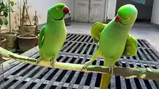 Mithu or chotu ki masti #parrotvoice #parrot #mithumithu