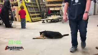 5 Month Old German Shepherd 