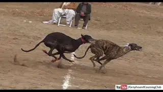 greyhound championship final race at 82 chak 12 dec