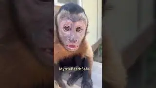 Socsay the tufted capuchin has a lot to say about come meet her and all our incredible animals.