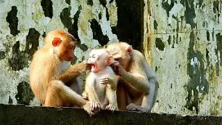 Little Monkeys Rojo and Nori grooming Poor Baby Monkey Lucie until she's opening her big mouth.