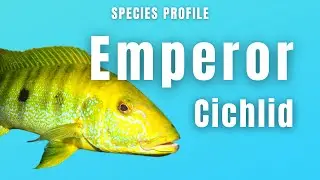 Boulengerochromis Microlepis (Императорская цихлида) - Профиль вида