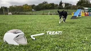 AgiPad 2: The new generation of agility mats! 🐾