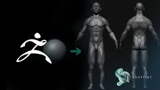 Intro To Zbrush Core For Beginners (Male Anatomy Complete Tutorial)