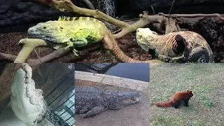 いろんなことがあった熱川バナナワニ園に行ってきた。