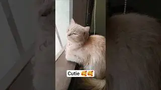 #cat #viral #pets #trending #cute #Watching outside #cute #cat family ❤️❤️🥰