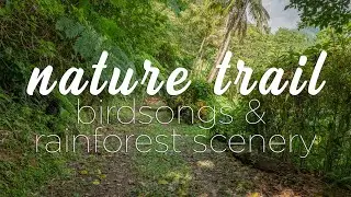 Nature Trail In Dominica - Birdsongs & Ambient Nature Sounds, Good for Meditation and Sleep