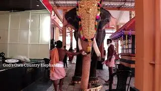 തിരുവാണിക്കാവ് രാജഗോപാൽ 😍 Thiruvanikkavu Rajagopal | Elephant Video ❤️
