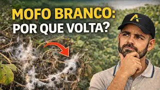 Mofo branco: por que ele sempre volta? #33