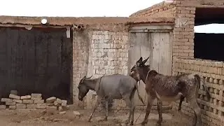 Donkeys#ghadha #donkey #fypviralシ #trending #foryou #viraldonkey #happypets #youtubeshorts👋👋😹