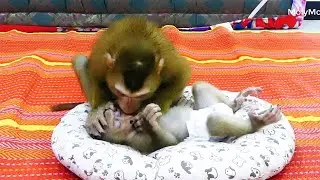 Morri Care Zuji To Sleep But Not Want She Want Morri Grooming