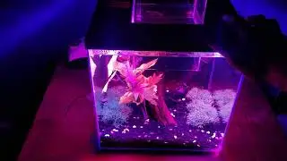 Top Fin Escape Led lights demonstration