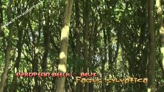 Beuk - Fagus sylvatica - European Beech #01