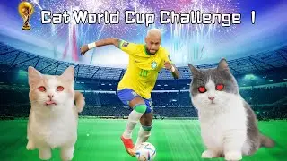 The cutest World Cup cat challenge in the world! ⚽| Funny Cat Video