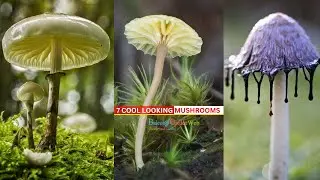 7 Cool Looking Mushrooms | Weird Mushrooms #mushroom
