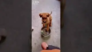 A puppy hints about its needs #short #fun #funny #pet #laugh #dog
