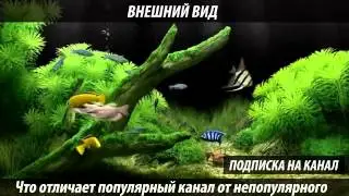 Чем отличается популярный YouTube канал от непопулярного New New 7