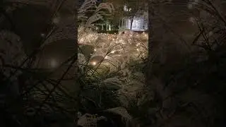 Firefly on toranomon hills in Tokyo Japan #불멍 #2023
