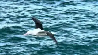 Albatross sightings at Taiaroa Head