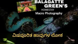 BALAGATTE GREENS HOMESTAY I MACRO PHOTOGRAPHY  #homestay #kannadavlogs #travelvlog