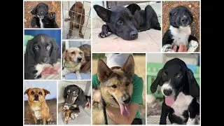 Unsere Hunde noch auf Zypern - vor dem Abflug - Hunde in Not aus dem Tierschutz - suchen ein Zuhause