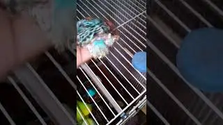 Monitor the body temperature of budgie chicks daily #birds #babyanimals #budgiehealth  #babybirds
