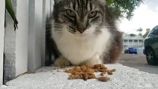Close up cat eating