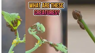 New Hatchlings of Pipevine Caterpillars!