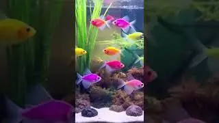 Fish 🐠 #fishing #aquarius #viralvideo #shorts