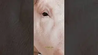 The Pig Was Brought To Court 🤯