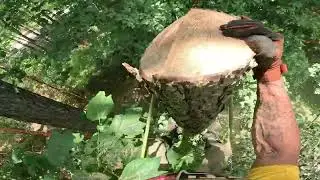 Crispy Dead Pine Tree Removal/Climb