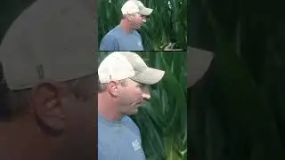 🌽 Цели этого фермера по выращиванию кукурузы! #фермерство