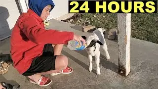 BABY LAMB LIVES WITH US FOR 24 HOURS!