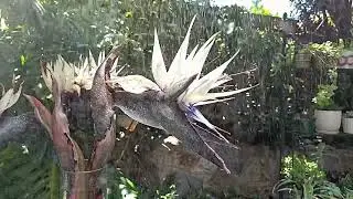 THE GIANT WHITE BIRD OF PARADISE (Strelitza nicolai) FLOWERS