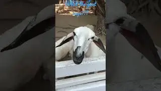 what the goat says??? #goat #animals #youtubeviral #youtubeanimals #animalsounds #realanimalsounds