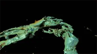 Longidigitus duwa - mid cretaceous amber fossil