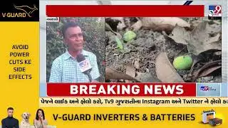 Mango farmers anxious over uncertain weather , Navsari | Tv9GujaratiNews