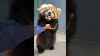 Snack time with a side of cuteness! #RedPanda #cuteanimals Angry red pandas are the cutest 🤩