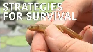 Coastal Kingdom | Season 1, Episode 1 &ndash; &lsquo;Strategies for Survival&rsquo; | Full Episode