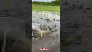 Khet Me Badi Machhli Pakdi 😲 | Paddy Field Fishing | Desi Fish Catch Video#koifish#ajtmix#viralvideo