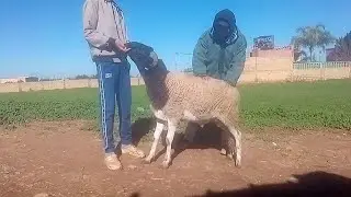 خديت جوج حوالا ملاح تبارك الله منطقة ولاد حريز 