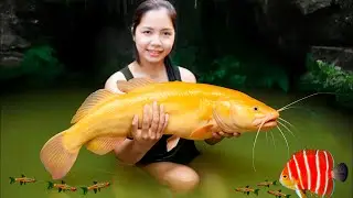Harvesting Giant white Catfish Go to Market Sell, Go Home Take Care of Piglet | Han Harvesting