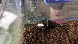 Спаривание жуков Allomyrina dichotoma
