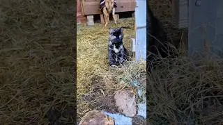 👒👢Pixie #the #farm #cat Is A Country #girl From The Tips Of Her Ears To The Tips Of Her Paws👢👒
