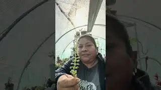 Deseándoles un feliz martes por aquí les dejo un videito espero y les agrade bendiciones 