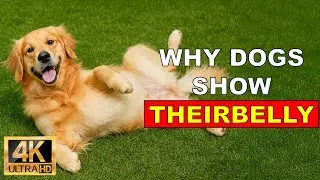 9 Real Reasons Dogs Roll on Their Backs – Not Always for Belly Rubs!