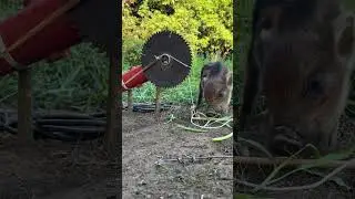 Create Amazing Primitive Underground Wild boar trap to Catch the Wild boar #wildboar #pig #trap
