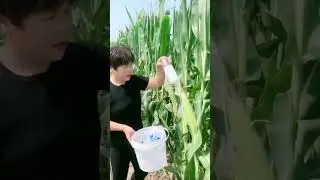 Techniques for caring for corn plants to prevent pest attacks #farming #agriculture #shorts
