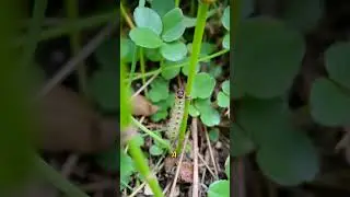 The Insect That Becomes Living Glue! 🪲🕸️ #StickyTrap #WeirdNature